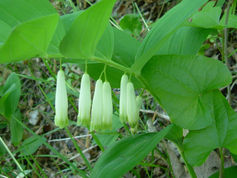 Polygonatum odoratum / Sigillo di Salomone comune